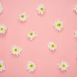 white and yellow flower on pink wall