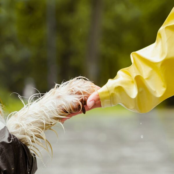 hand holding dog paw